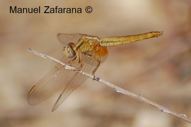 Che libellula ??? - Crocothemis erythraea (femmina)